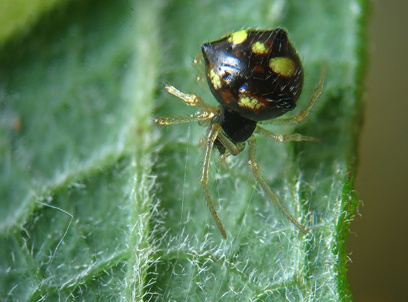 Theridula gonigaster - Besnate (VA)